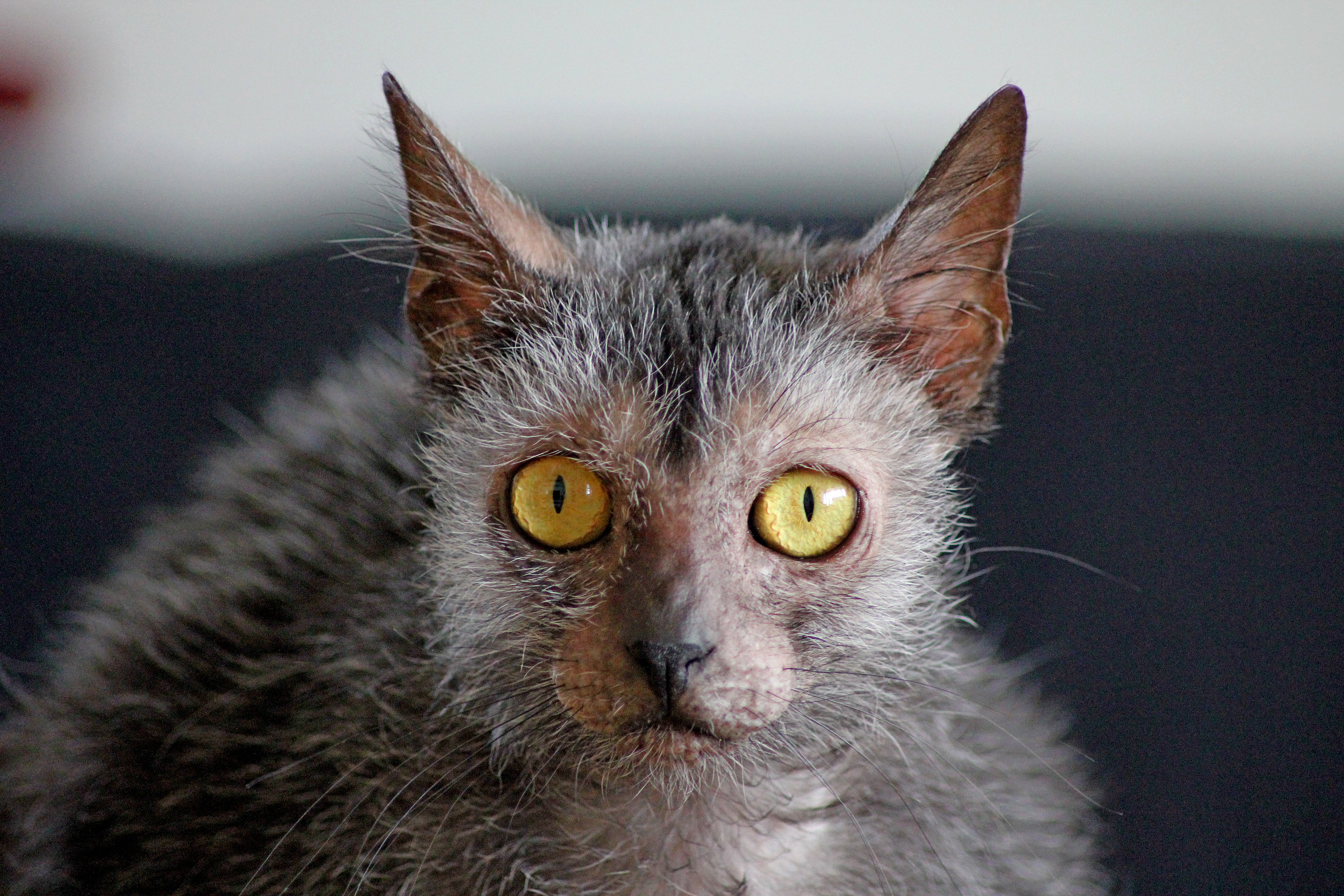 レノックス猫 ( 大きなサイズ ) Eye to Eye Lovory Cat レノックス猫 ( 大きなサイズ ) Eye to Eye Lovory Cat